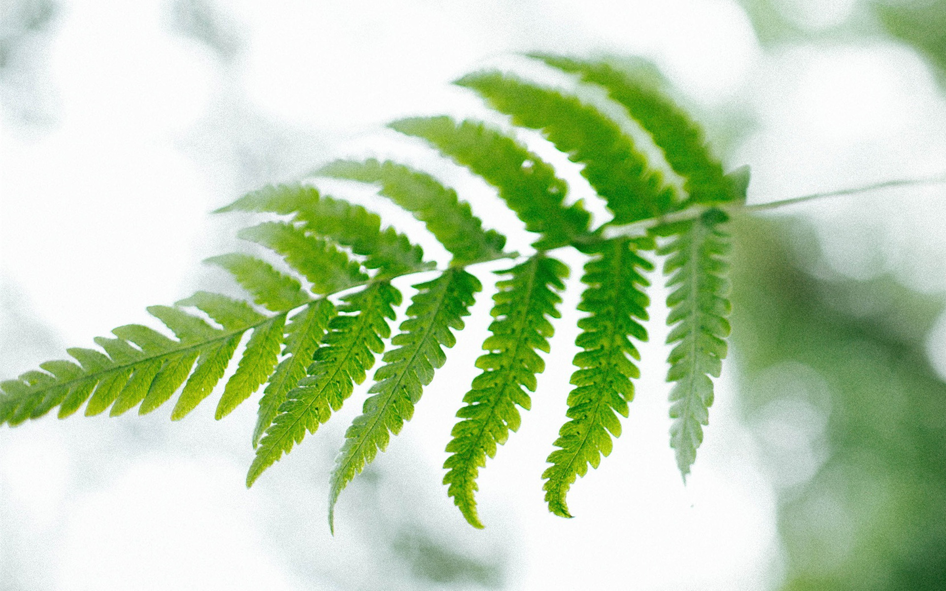 课代表没带罩子给我抄了一节